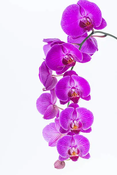 White and purple Phalaenopsis orchids over white background