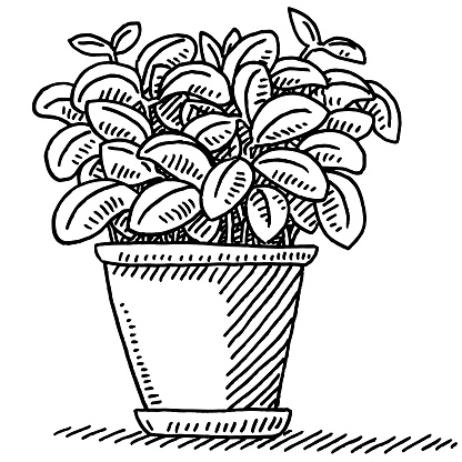 Hand-drawn vector drawing of a Fresh Basil Pot Plant. Black-and-White sketch on a transparent background (.eps-file). Included files are EPS (v10) and Hi-Res JPG.