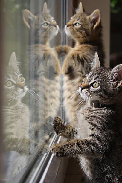kittens looking in the glass of a window with their reflection