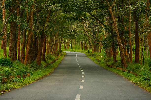 país de la autopista a través del bosque - middle of road fotografías e imágenes de stock