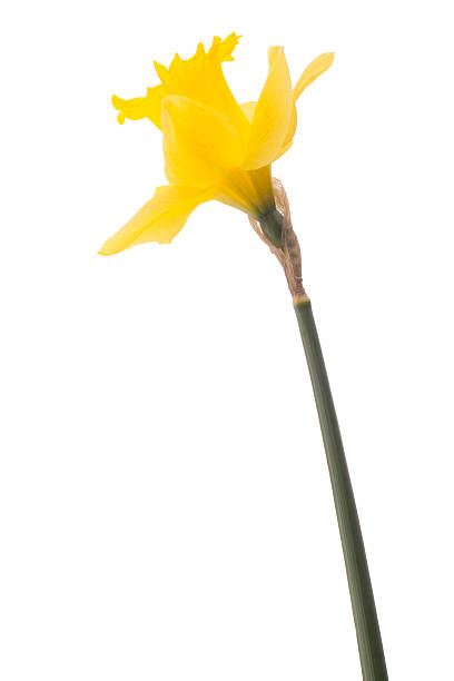 istock Daffodil flower or narcissus isolated on white background cutout 498609941