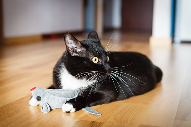 gato jugando con juguetes de ratón - fun mouse animal looking fotografías e imágenes de stock