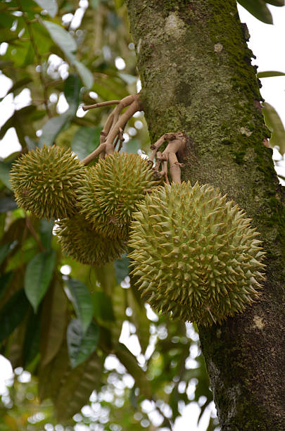 istock Photography of durian on the tree 498610389
