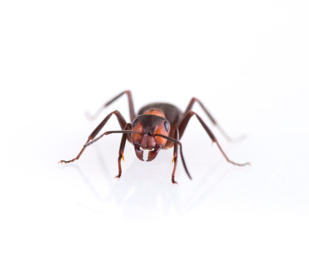 Ant isolated on white background, macro photo.