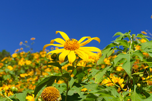 Tree marigold, Mexican tournesol, Mexican sunflower, Japanese sunflower, Nitobe chrysanthemum