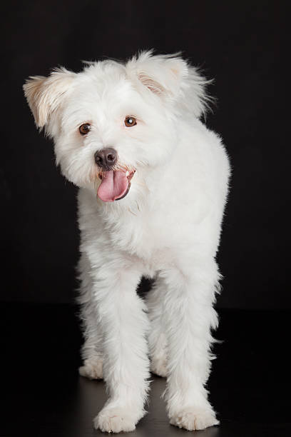 istock Young white dog on black background 498611523