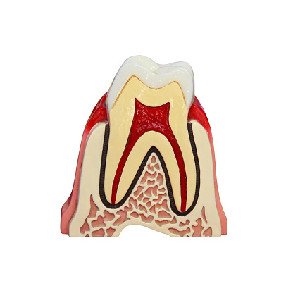 Tooth Model Open Tooth Model Stock Photo - Download Image Now - Anatomical Model ...