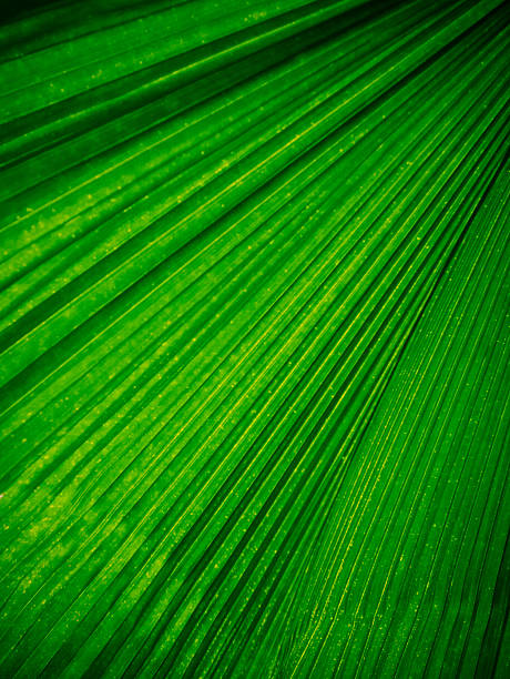 Leaves stock photo