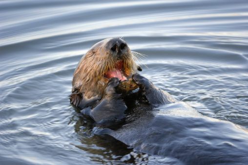Wild sea otter (Enhydra lutris) eating shellfish while floating on his back.