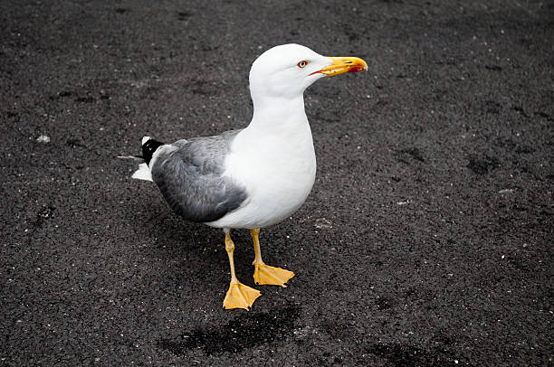 istock Seagull close-up shoot in cannes 498612829