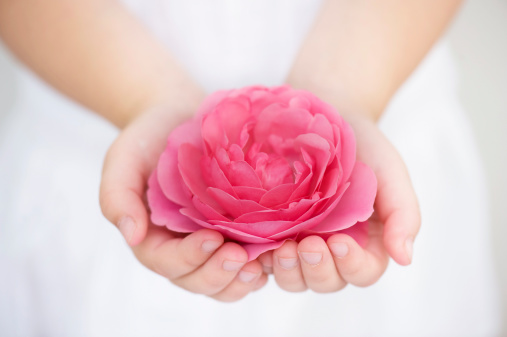 Child's hand touching a pink rose