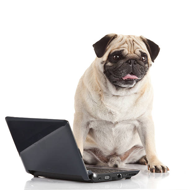 istock Pug Dog with laptop. 498614389