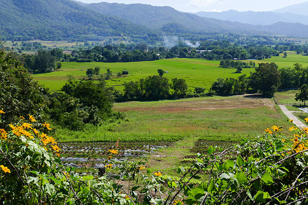 istock flowerbed with mountain and paddy view 498614410