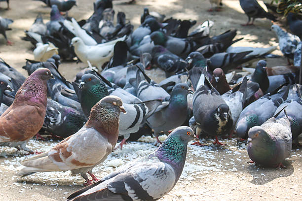 istock Pigeons are eating seed in the garden 498614587