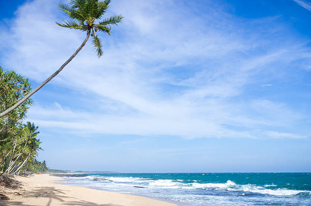 istock Tropical beach in Sri Lanka 498614890
