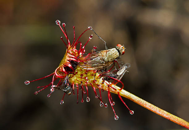 Carnivorous plant the moment you hunt a mosquito with its sticky branches