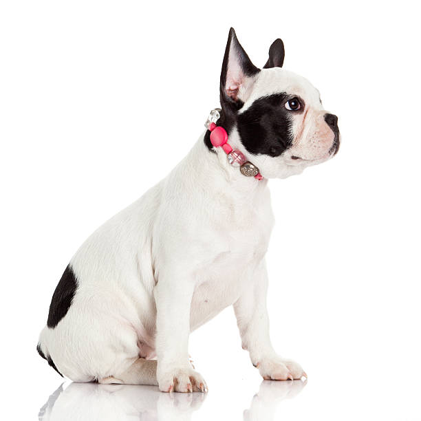 istock French bulldog puppy. 498615249