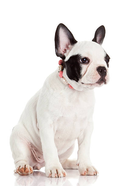 istock French bulldog puppy. 498615251