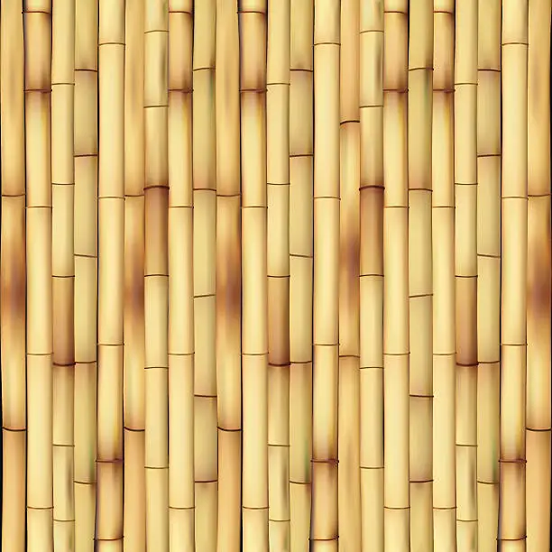 Vector illustration of bamboo