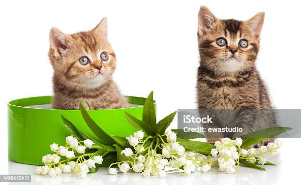 Kittens In Green Gift Box Isolated On White Stock Photo - Download Image Now - Animal, Backgrounds, Birthday