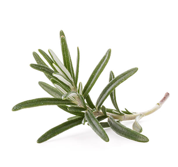 istock rosemary herb spice leaves isolated on white background cutout 498615987