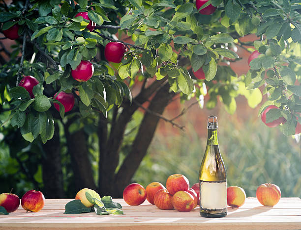 cidre est sous pommier branch - apple apple tree branch fruit photos et images de collection