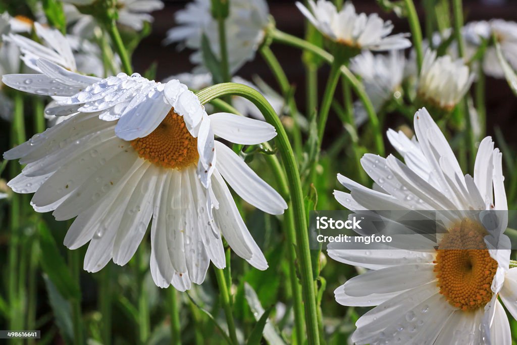 After trhe rain Marguerite flowers with water drops after the rain.  Beauty In Nature Stock Photo
