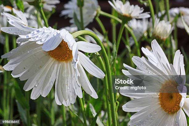 After Trhe Rain Stock Photo - Download Image Now - Beauty In Nature, Bowing, Flower Head