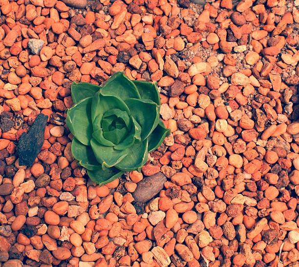 Magnolia flower in gravel, vintage color background