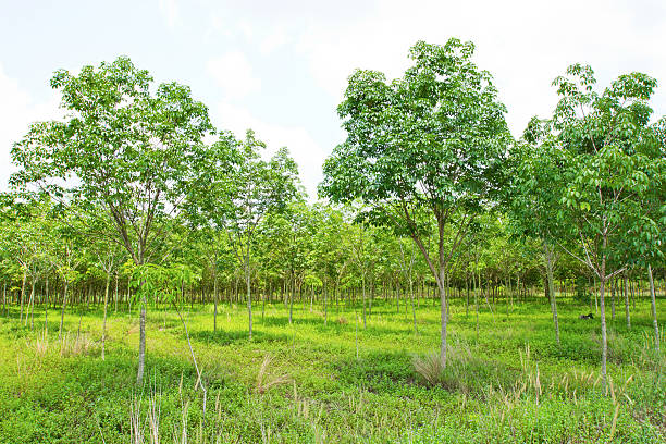 Plant Rubber tree agroforestry stock pictures, royalty-free photos & images