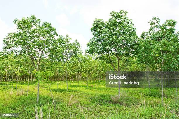 Plant Stock Photo - Download Image Now - Agroforestry, Agriculture, Asia