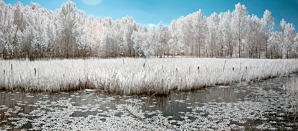 istock Symmetric reflection of white trees on water (Infra Red) - 498627403