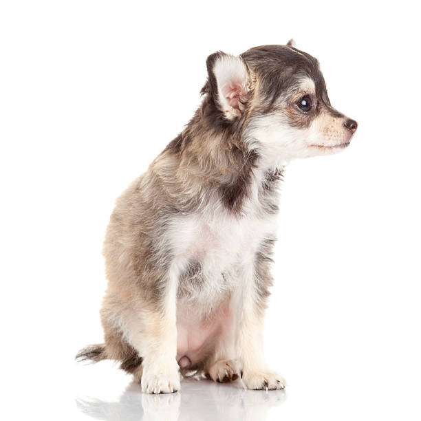 istock Chihuahua puppy. 498628369
