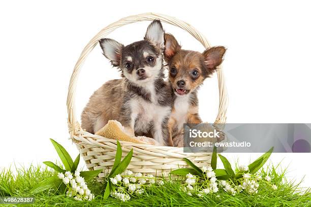 Chihuahua Puppies Stock Photo - Download Image Now - Animal, Animal Body Part, Bread