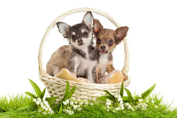 lChihuahua puppies. ovely puppy s.  portrait of puppies in a basket in front of white background