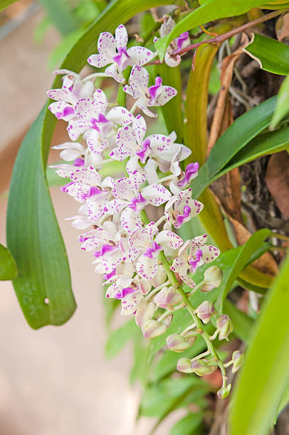 istock Pink Orchid Flowers - Rhynchostylis 498629233