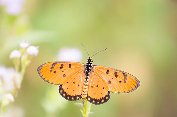 istock Yellow butterfly on white flowers 498629323
