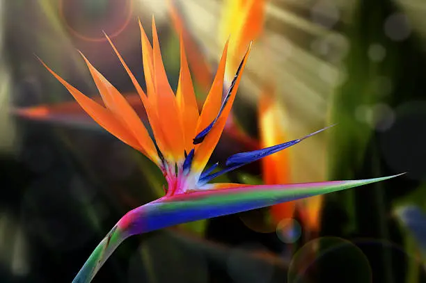 Strelitzia reginae flower over blurred background. Also known as Bird of paradise or Crane flower