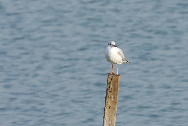 istock Seagull sitting on wooden log 498629589
