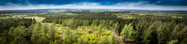 istock View of the forest 498630693