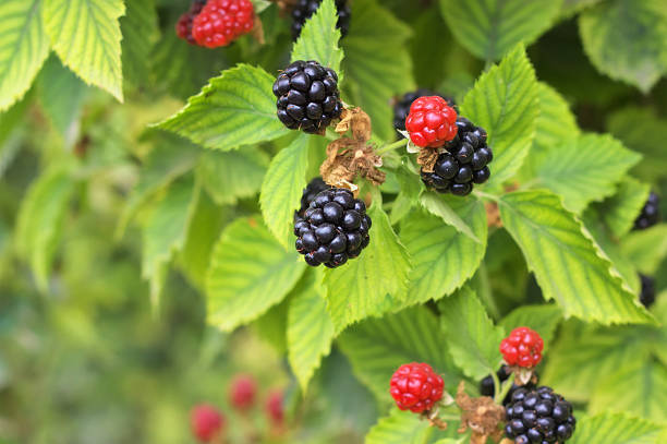 istock Close up of Blackberries 498630857
