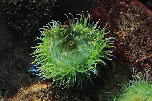 istock Colony anemone on the ocean floor 498630917