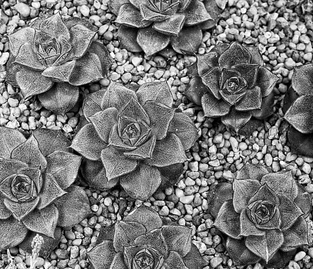istock Magnolia flower in gravel 498631395