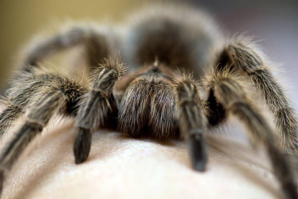 istock Grammostola rosea 498632511