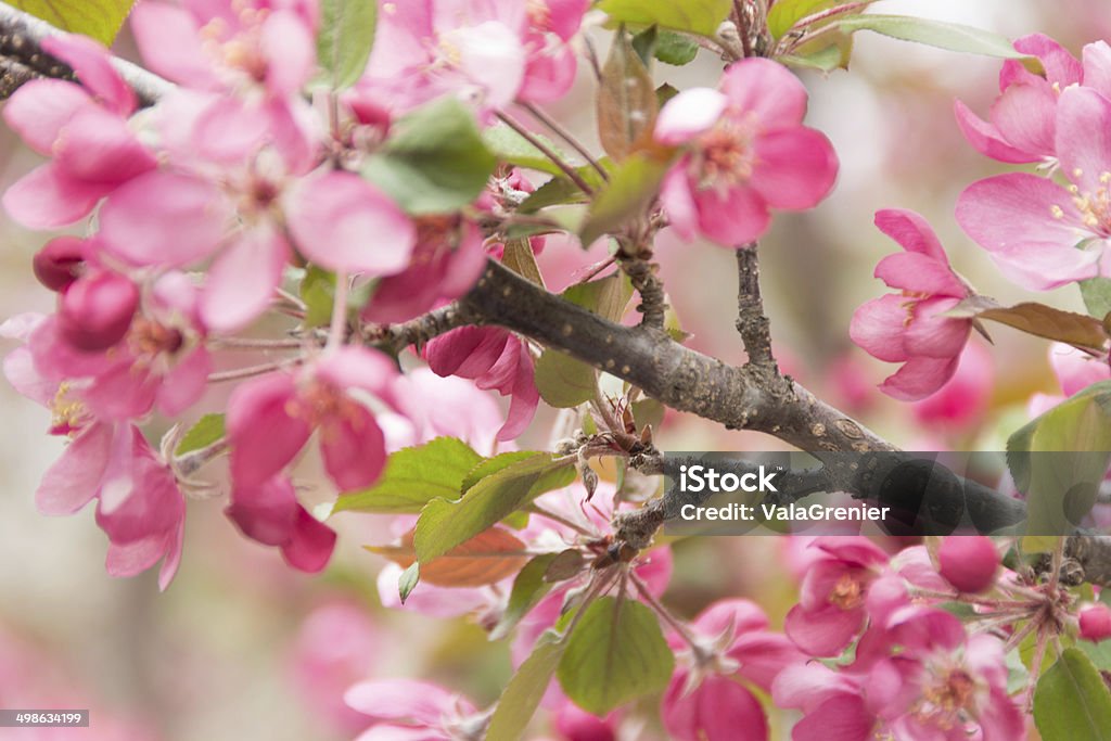 Rosa blühenden crab apple-Ast im wind. - Lizenzfrei Apfelbaum-Blüte Stock-Foto