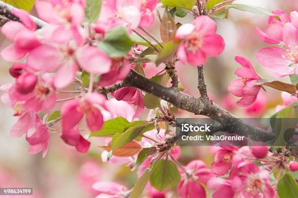 Rosa Blühenden Crab Appleast Im Wind Stockfoto und mehr Bilder von Apfelbaum-Blüte - Apfelbaum-Blüte, Baumblüte, Bewegung