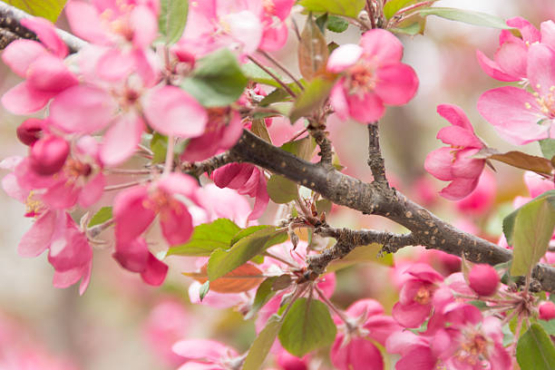 Horizontal outdoor garden shot of Thunderchild crab apple branch in soft light and breeze. Focus on branch.