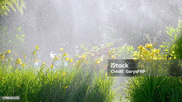 오리건 가든 속의 저수시설 스프링클러 뿌리다 Hemerocallis Daylily 공장 넝쿨로 둘러싸인 0명에 대한 스톡 사진 및 기타 이미지