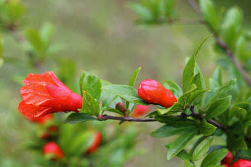 A branch of fresh pomegranate buds, and leaves on green background.