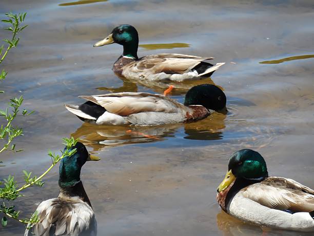 istock Swarm Of Mallard Ducks 498634593